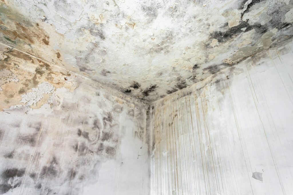 Mold & Environmental - Fungal mold on an interior wall